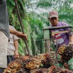 Horee..!! Menteri Perdagangan: Pekan Depan Harga TBS Sawit di Atas Rp 2000..!!